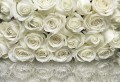 FOTOTAPETA 8-314 A La Rose