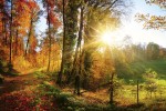 FotoTAPETA na flizelinie MS-5-0065 FOREST WALK