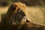 FotoTAPETA na flizelinie MS-5-0231 LION