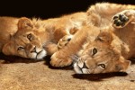 FotoTAPETA na flizelinie MS-5-0232 YOUNG LIONS
