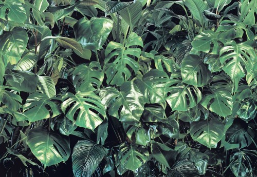 Fototapeta 8-333 VERDURE MONSTERA