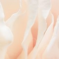 8-976_Spring-Roses_A1.jpg