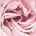 8-976_Spring-Roses_A3.jpg