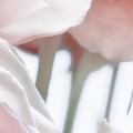 8-976_Spring-Roses_A4.jpg