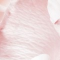 8-976_Spring-Roses_A5.jpg