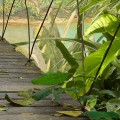 Fototapeta 8-977 WILD BRIDGE