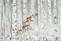 Fototapeta na flizelinie 5104-4V-1 White Birch Forest