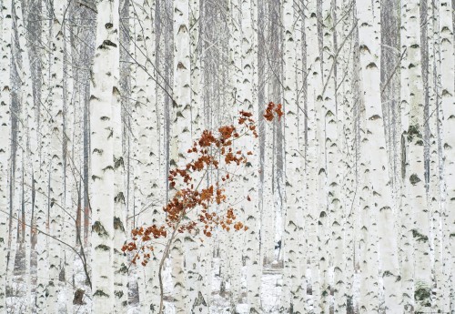 Fototapeta na flizelinie 5104-4V-1 White Birch Forest