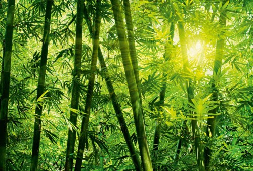 Fototapeta flizelinowa 5403-8 Bamboo Forest