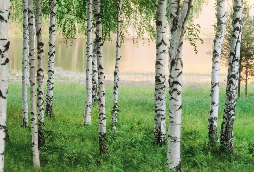 Fototapeta Flizelinowa 5424-4 Nordic Forest