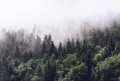 Fototapeta flizelinowa 5433-8 Foggy Forest