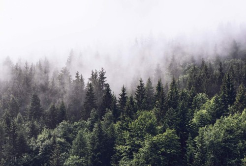 Fototapeta flizelinowa 5433-8 Foggy Forest