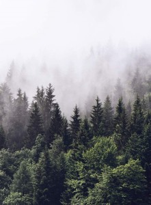 FotoTAPETA Flizelinowa 5433-4 Foggy Forest Las we mgle
