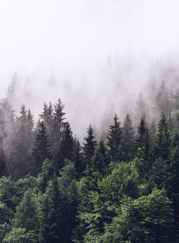 Fototapeta Flizelinowa 5433-4 Foggy Forest