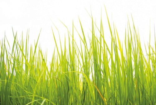 Fototapeta flizelinowa 5447-8 High Grass