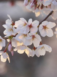 FotoTAPETA Flizelinowa 5494-4 Cherry Blossom Branch