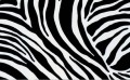 10133 OKLEINA SAMOPRZYLEPNA ZEBRA