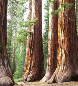 Fototapeta na flizelinie MS-3-0102 SEQUOIA