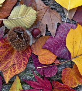 Fototapeta na flizelinie MS-3-0112 AUTUMN LEAVES