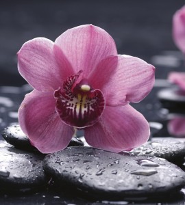 Fototapeta na flizelinie MS-3-0120 ORCHID