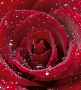 Fototapeta na flizelinie MS-3-0138 RED ROSE