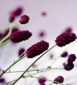 Fototapeta na flizelinie MS-3-0141 FLORAL VIOLET