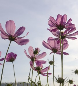 Fototapeta na flizelinie MS-3-0145 COSMOS FLOWERS