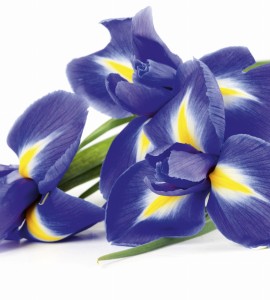 Fototapeta na flizelinie MS-3-0149 IRIS