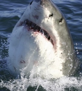 Fototapeta na flizelinie MS-3-0217 SHARK