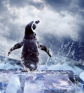 Fototapeta na flizelinie MS-3-0219 PENGUIN