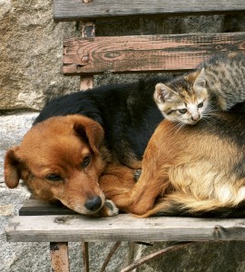 Fototapeta na flizelinie MS-3-0221 CAT AND DOG