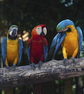 Fototapeta na flizelinie MS-3-0223 COLOURFUL MACAW