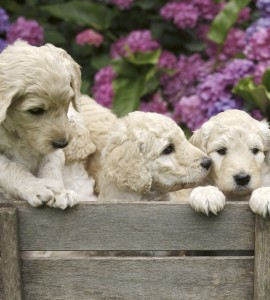 Fototapeta na flizelinie MS-3-0224 LABRADOR PUPPIES