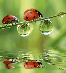 Fototapeta na flizelinie MS-3-0226 LADYBIRD