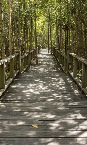 Fototapeta na flizelinie MS-2-0059 MANGROVE FOREST