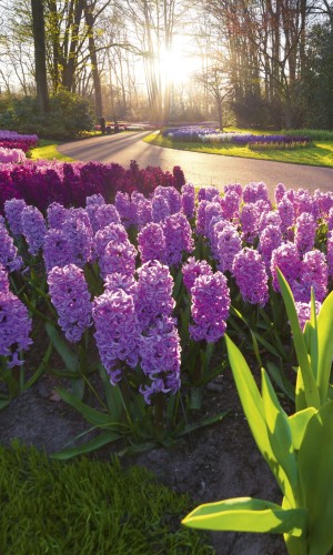 Fototapeta na flizelinie MS-2-0068 HYACINTH FLOWERS