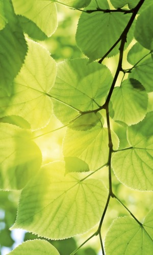 Fototapeta na flizelinie MS-2-0107 GREEN LEAVES