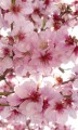 Fototapeta na flizelinie MS-2-0108 APPLE BLOSSOM