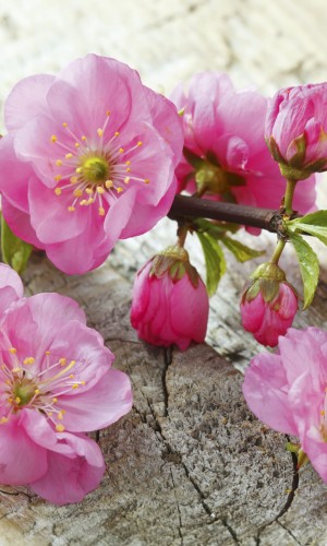 Fototapeta na flizelinie MS-2-0109 SAKURA