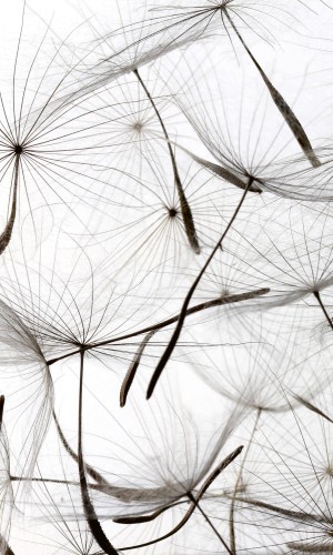 Fototapeta na flizelinie MS-2-0122 DANDELION SEEDS