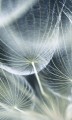 Fototapeta na flizelinie MS-2-0123 DANDELION MACRO