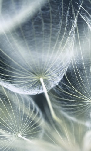 Fototapeta na flizelinie MS-2-0123 DANDELION MACRO