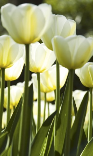 Fototapeta na flizelinie MS-2-0127 WHITE TULIPS