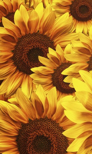Fototapeta na flizelinie MS-2-0129 HELIANTHUS