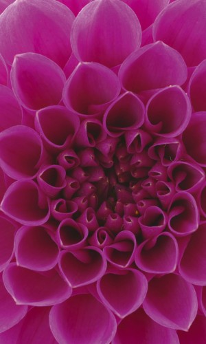Fototapeta na flizelinie MS-2-0132 PINK DAHLIA