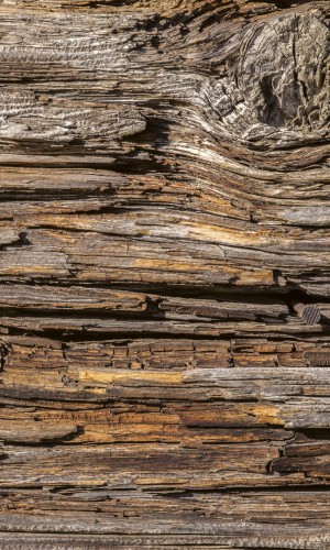 Fototapeta na flizelinie MS-2-0159 TREE BARK