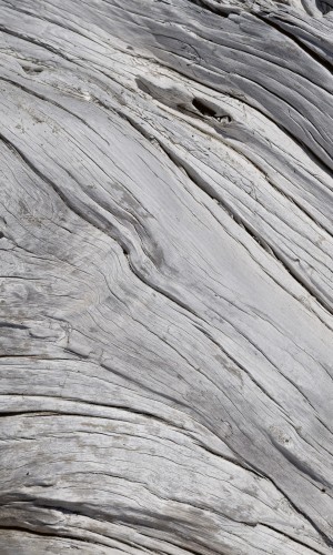 Fototapeta na flizelinie MS-2-0160 TREE TEXTURE