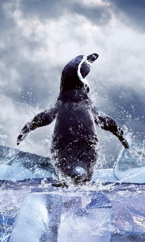 Fototapeta na flizelinie MS-2-0219 PENGUIN