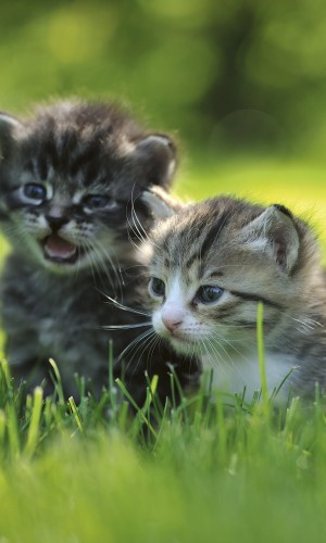 Fototapeta na flizelinie MS-2-0222 KITTENS