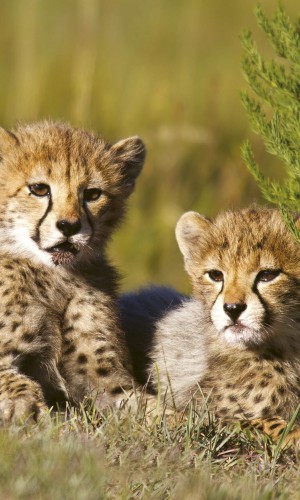 Fototapeta na flizelinie MS-2-0229 CHEETAH